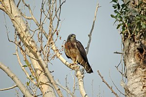 Hawk, Swainson's, 2006-08113225 Alamosa area, Colorado